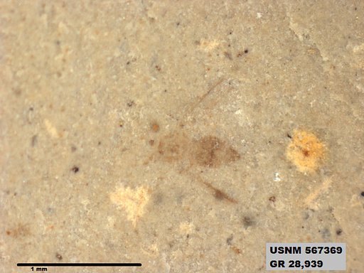 Insecta