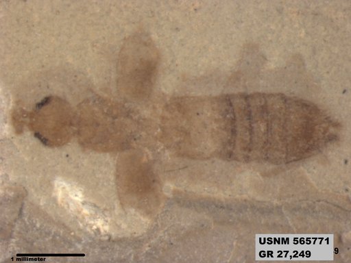 Genus sp