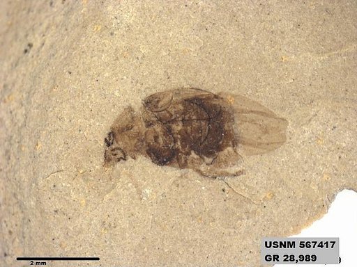 Genus sp