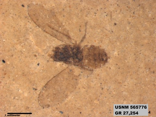 Genus sp