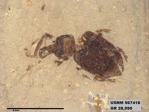 Tipula sp