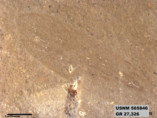 Genus sp