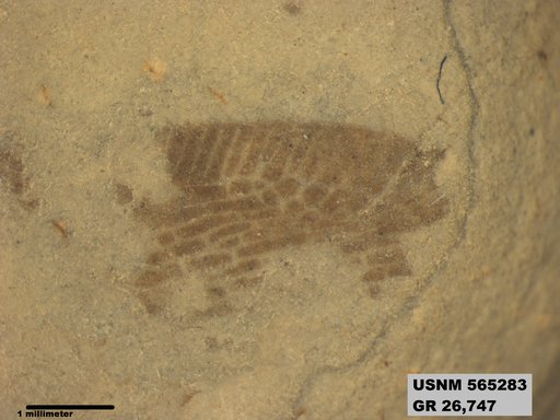 Insecta