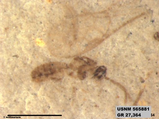 Insecta