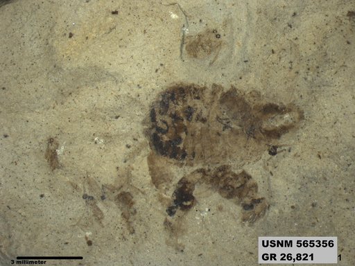 Genus sp