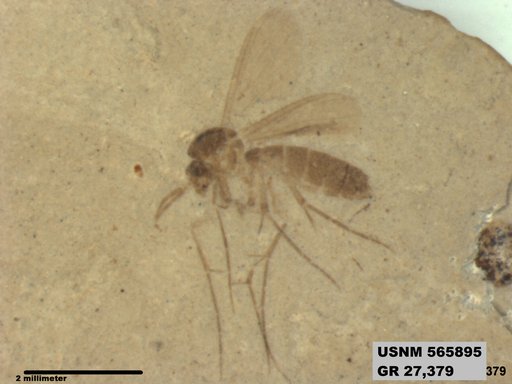 Insecta