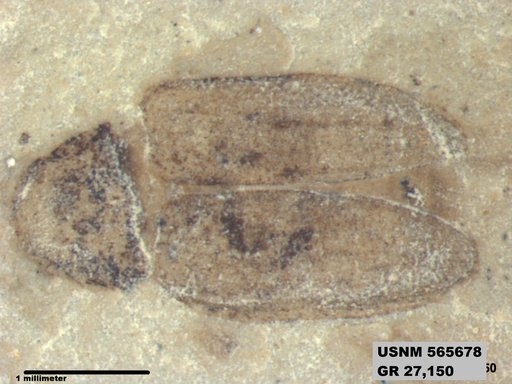 Insecta