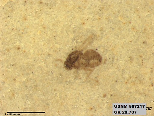 Genus sp