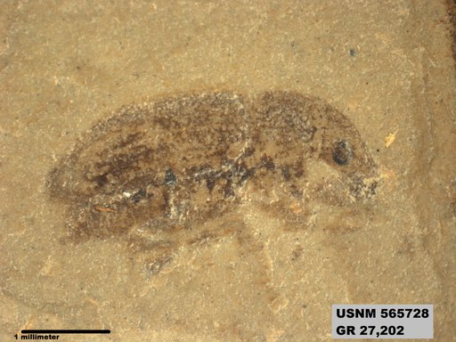 Insecta