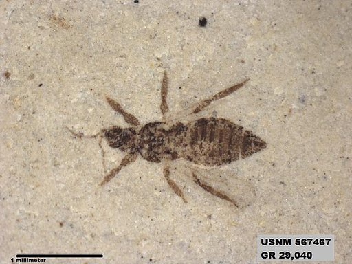 Insecta