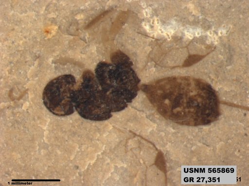 Insecta