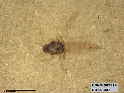 Insecta