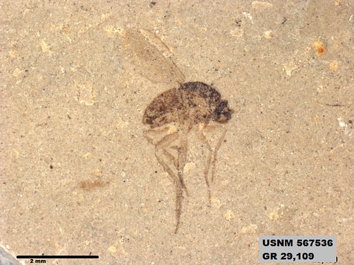 Insecta