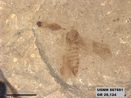 Genus sp