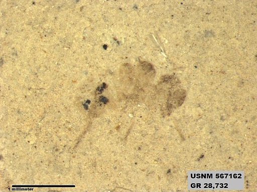 Genus sp