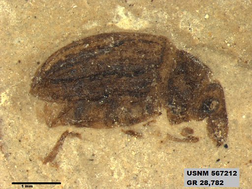Insecta