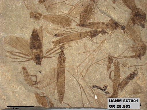 Genus sp
