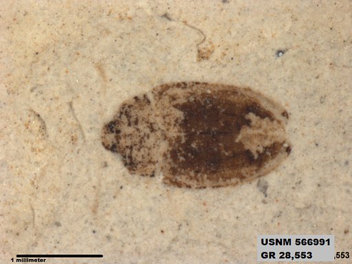 Insecta
