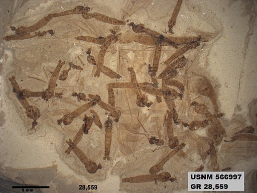 Genus sp