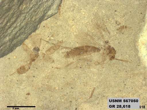 Genus sp