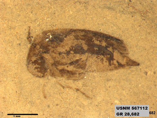 Insecta