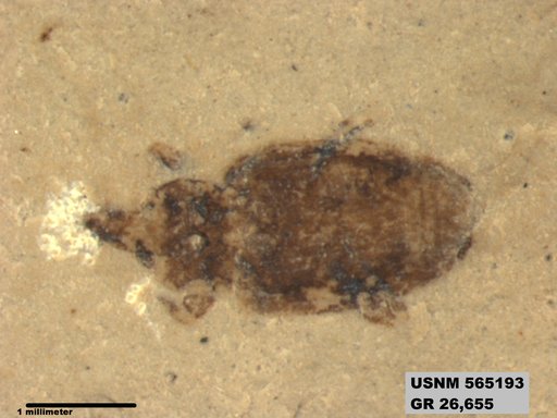 Insecta