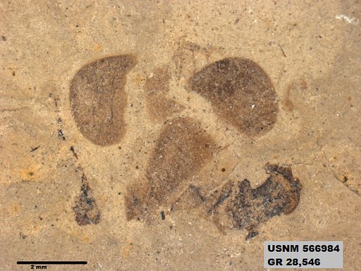 Genus sp