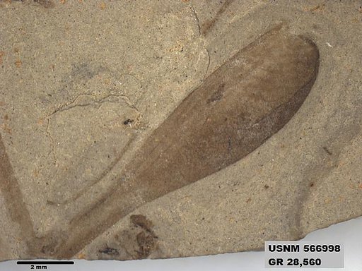 Genus sp