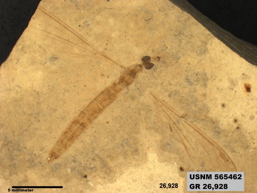Genus sp