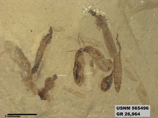 Tipula sp