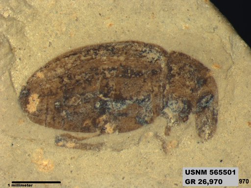 Insecta