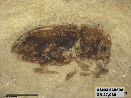 Insecta