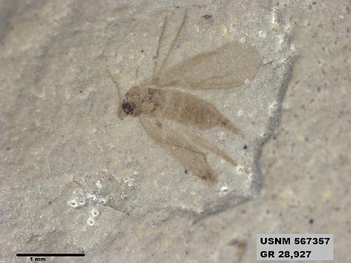 Insecta