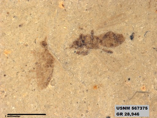 Insecta