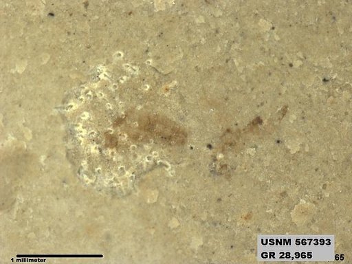 Insecta