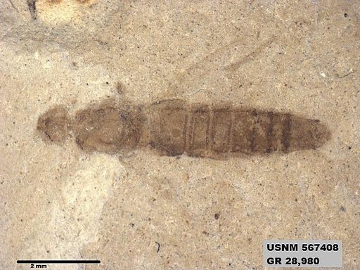 Genus sp