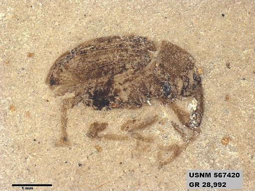 Insecta