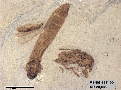 Insecta
