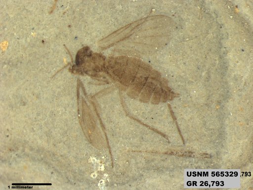 Insecta