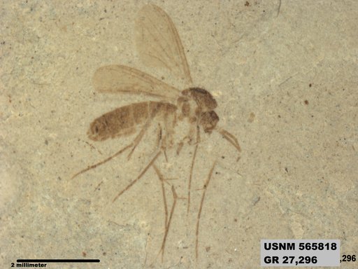 Genus sp