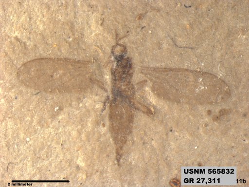 Genus sp