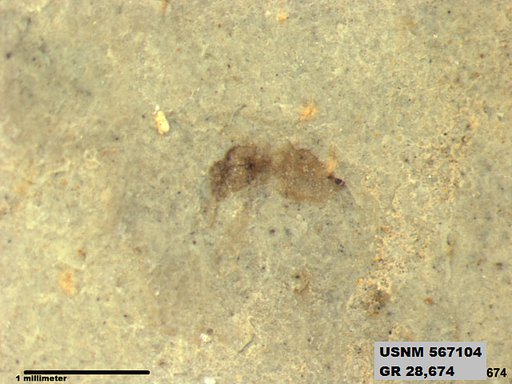 Genus sp