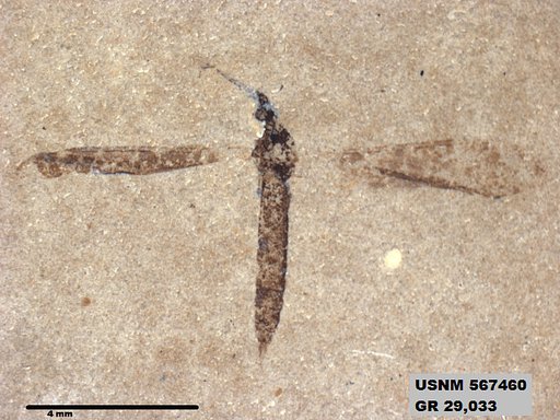 Genus sp