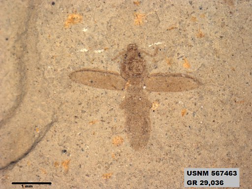 Insecta