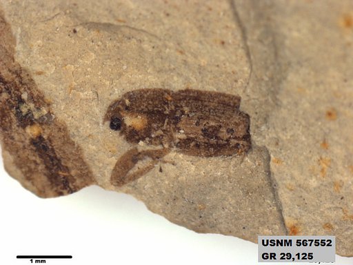 Insecta