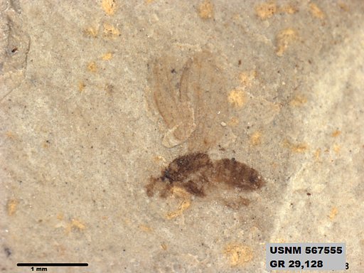 Insecta
