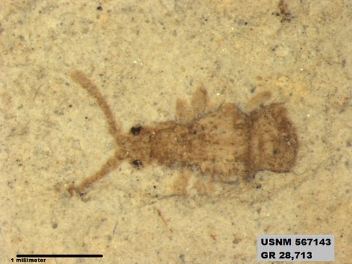 Genus sp