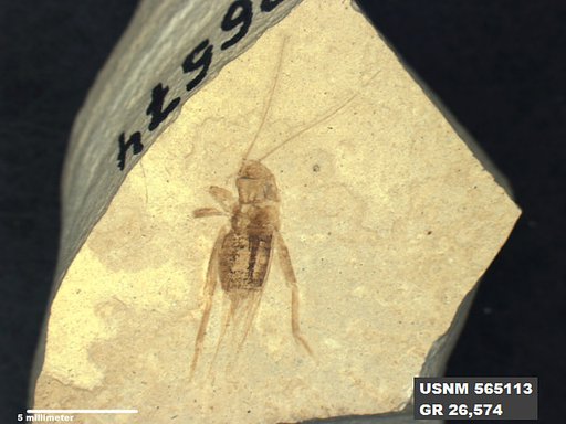 Genus sp
