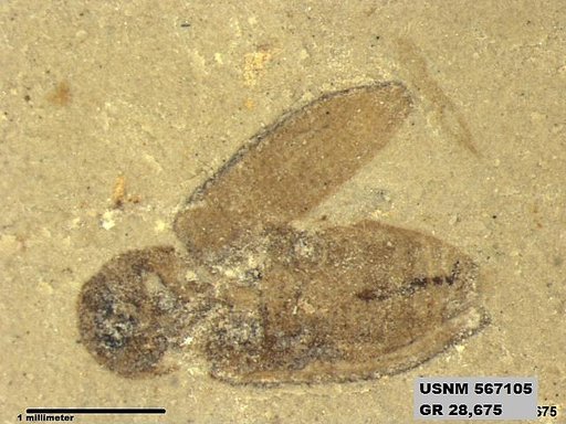 Insecta