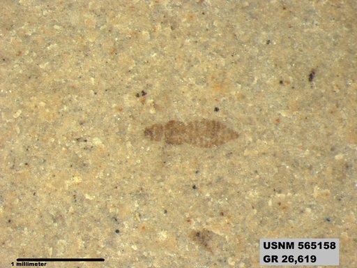 Insecta